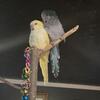 2 young quaker parrots 