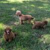 Toy poodle AKC 