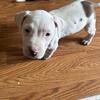 Pitbull puppies