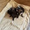 Purebred Brindle Boxer Puppies