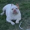 Exotic bully