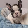 Michigan french bulldog breeder 