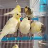 Canaries for sale