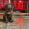 Labrador Retrievers for sale