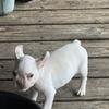 French bulldog puppy male