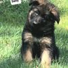  Black an Red  German Shepherd Longhair Pups
