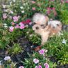 Shihtzu (850)-2574705 text us please!