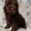 Australian Labradoodle Puppy Bernie