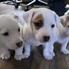 Jack Russell Terrier  puppies