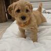 Goldendoodle Retriever Puppies - READY FOR THEIR NEW HOMES NOW!