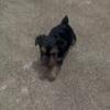 Yorkies $1400