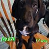 (Reduced $$) Akira Lg. beautiful akc black female