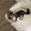 Cute yorkie 
