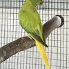 Ringneck 