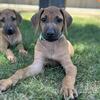 AKC Rhodesian Ridgeback Puppies!