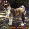 Beautiful Brindle Female Akita Puppy
