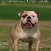 GRAND Champion olde english bulldogge stud