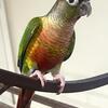 Green cheeks conure 