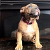 Pocket American bully puppy for sale