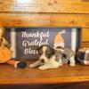 Blue Tri Merle Teddy Roosevelt Terrier 