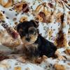 Yorkie puppies