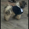 Boy Shih tzu