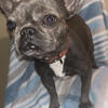 Blue adult female Akc ~ Kash ~ 