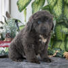 Stunning AKC Newfoundland Puppies