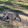Cane corso puppies 