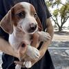Miniature Dachshund Puppy