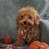 Cavapoo Puppy