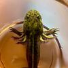 High Iridophore Wild Type Axolotls