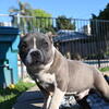 American Bully Puppies