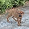 7 weeks old presa canario