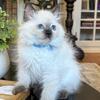 TICA Seal Point Ragdoll Kitten