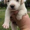 Kangal X Mastiff puppies 