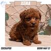 RED COCKAPOO PUPS 