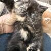 Exotic kitten shorthair girl