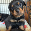 Purebred Rottweiler Puppies ready to go 1/31/25