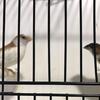 Canaries and Finches For Sale