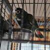 Male White Capped Pionus