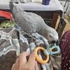 Female african grey 