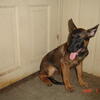 Dutch Shepherd puppies
