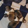 Sheltie puppies 