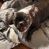 Re-homing French Bulldog