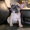 Frenchton puppies 75% French bulldog 1F 2M