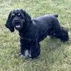 American Cocker Spaniel Stud AKC Registered (Proven)