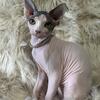 Purebred Registered Canadian Sphynx Kittens