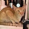Oriental short hair kittens ready for new home