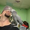 African Grey Parrot